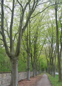 baulexikon_buchenalle gr Buchenallee